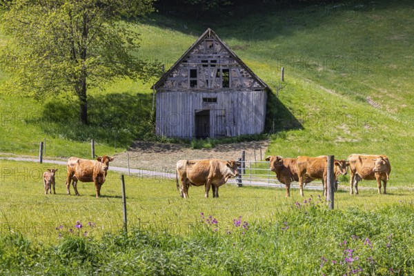 Cows on a pasture, landscape near Oerrot in the north-east of Baden-Württemberg. Oberrot, Baden-Württemberg, Germany