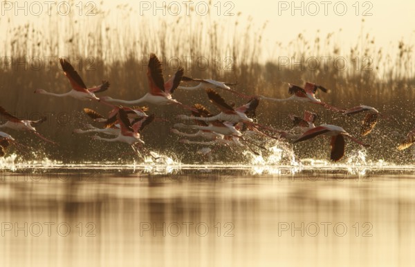 Greater Flamingo (phoenicopterus roseus), taking off from marsh, Castile-La Mancha, Spain
