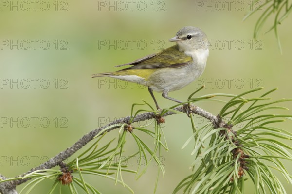 Tennessee Warbler (Leiothlypis peregrina) perched on a branch, Texas, USA