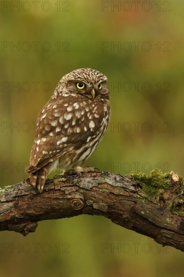 Little Owl (Athene noctua), Utrecht, Netherlands