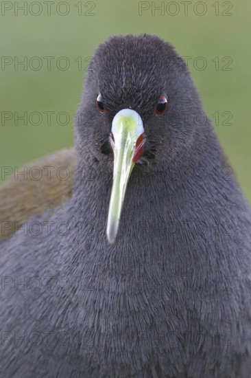 Plumbeous Rail (Pardirallus sanguinolentus), Lago Junin, Peru