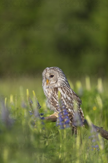 One Ural owl (Strix uralensis) sitting on a branch lying in a field of flowering lupines in late evening light