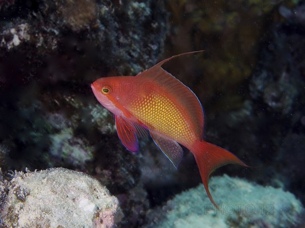 Common lionfish (Pseudanthias squamipinnis)