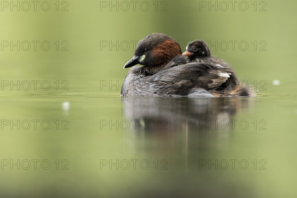 Little Grebe (Tachybaptus ruficollis) with chicks, Hesse, Germany