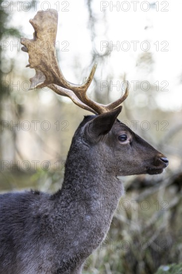 Fallow deer (Dama dama), portrait, male, captive, Landsberg am Lech Wildlife Park, Upper Bavaria, Bavaria, Germany