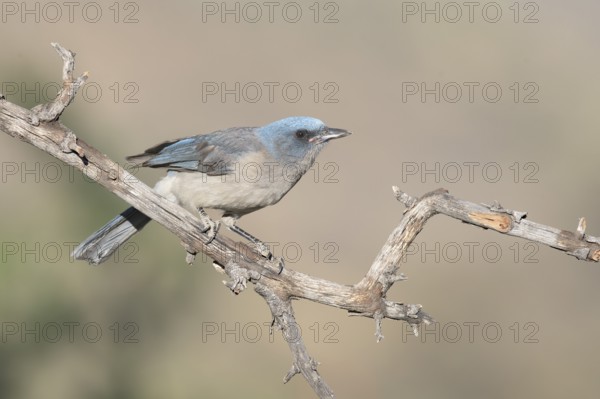 Mexican Jay (Aphelocoma wollweberi), Arizona, USA