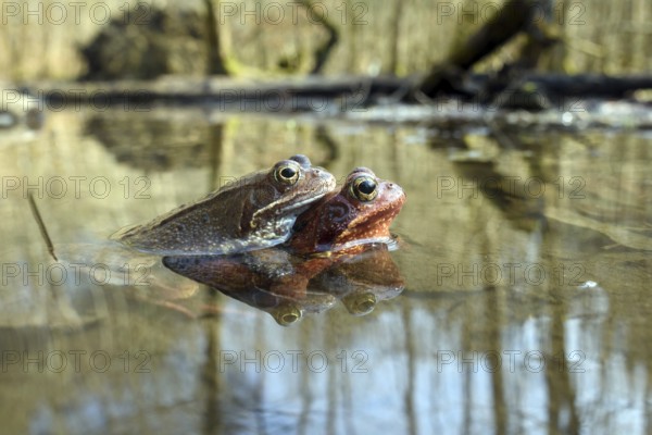 Common frog, couple in spawning pond, mating, animals, frog, frogs, amphibians, biotope, (Rana temporaria), two