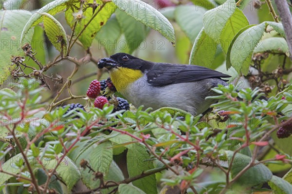 White-naped Brush-Finch (Atlapetes albinucha) perched on a branch in Costa Rica