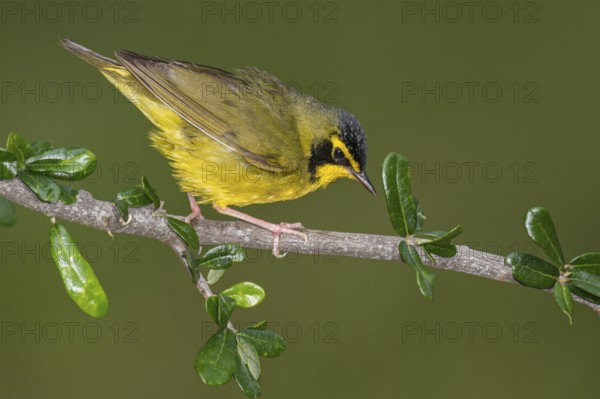 Kentucky Warbler (Geothlypis formosa) male perched on a branch, Texas, USA