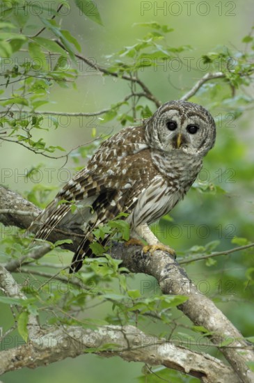 Barred Owl (Strix varia), Texas, USA