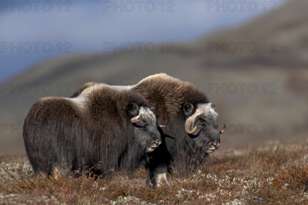 Two subadult musk oxen (Ovibos moschatus) attentively observe a group of conspecifics, autumn, Ruska, autumn colours, Tundra landscape, Norway