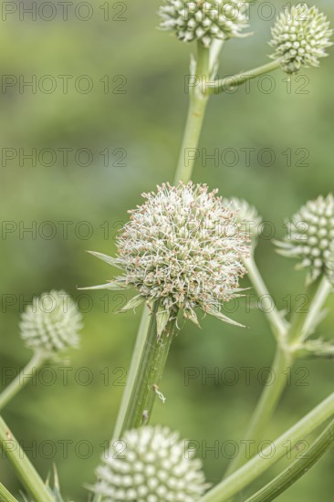 Palmlilien-Mannstreu (Eryngium yuccifolium), Ihlenweg 7, Federal Republic of Germany