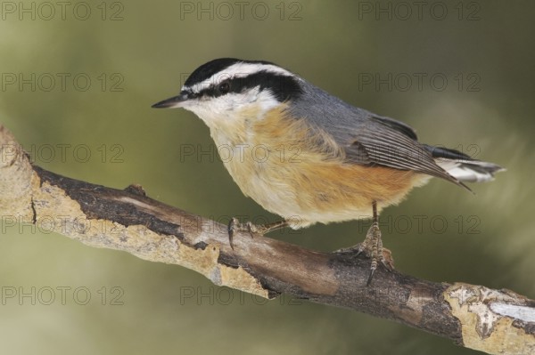 Red-breasted Nuthatch (Sitta canadensis), New Mexico, USA
