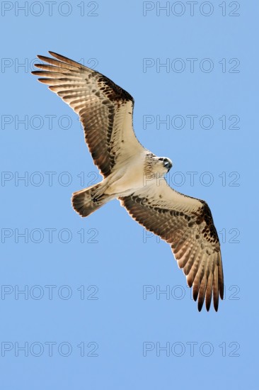 Eastern Osprey (Pandion cristatus) female flying, Western Australia, Australia