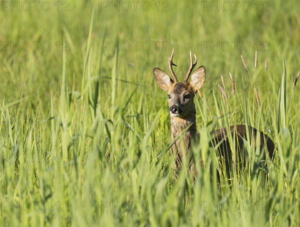 Roe deer (Capreolus capreolus), roebuck standing in a wet meadow, in a wetland biotope, wildlife, Lower Saxony, Germany