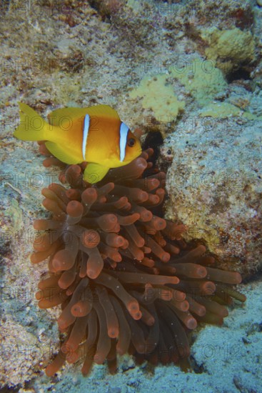 Fluorescent bubble-tip anemone (Entacmaea quadricolor) with red sea clownfish (Amphiprion bicinctus), dive site House Reef, Mangrove Bay, El Quesir, Red Sea