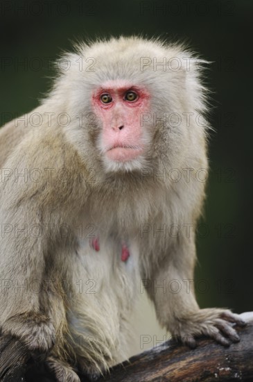 Close-up of a snow monkey with a red face and thick fur in a natural environment, red-faced macaque (Macaca fuscata), captive, distribution Japan