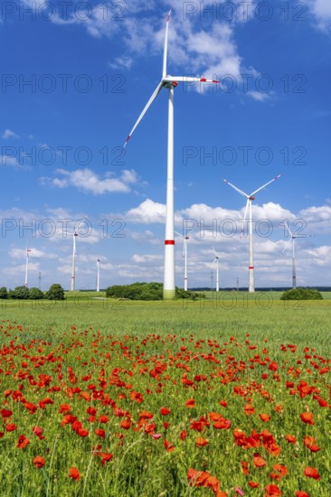 Wind farm, field with flower strips, insect-friendly border of fields with mixed flowers, poppies, north of Marsberg, Hochsauerlandkreis, North Rhine-Westphalia, Germany
