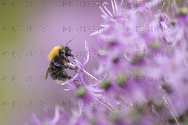 Tree bumblebee (Bombus hypnorum) adult bee insect feeding on a purple Allium flower in a garden in summer, Suffolk, England, United Kingdom