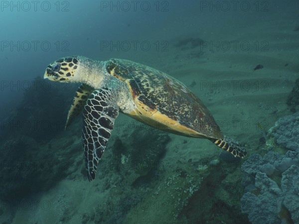 Pacific Hawksbill sea turtle (Eretmochelys imbricata bissa)