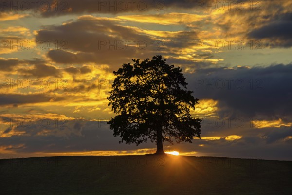 Tree against glowing clouds at sunset, Bavaria, Federal Republic of Germany, Allgäu, Bavaria, Federal Republic of Germany