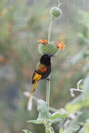 Golden-winged sunbird, Drepanorhynchus reichenowi