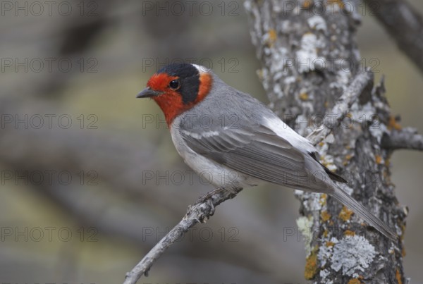Red-faced Warbler (Cardellina rubrifrons), New Mexico, USA