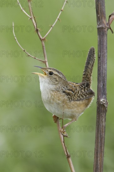 Sedge Wren (Cistothorus platensis) singing, Manitoba, Canada