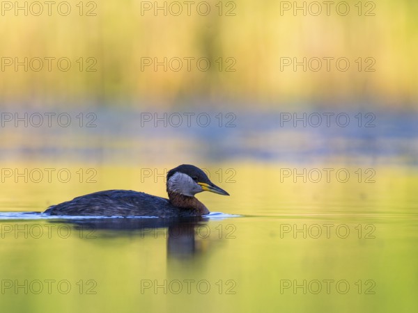 Red-necked Grebe (Podiceps grisegena), Mecklenburg-Western Pomerania, Germany