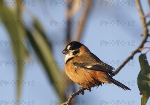 Rusty-collared Seedeater (Sporophila collaris melanocephala) male, Corrientes, Argentina