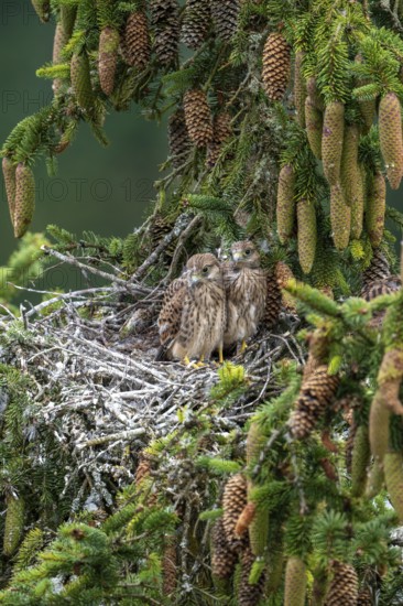 Common kestrel (Falco tinnunculus), young birds not yet ready to fly in the nest, Rhineland-Palatinate, Germany
