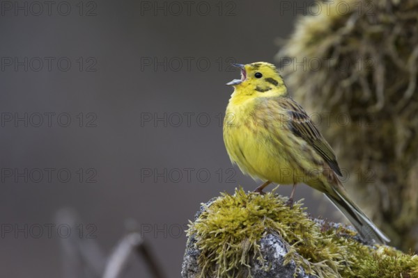 Yellowhammer - Goldammer - Emberiza citrinella ssp. citrinella, Germany, adult male