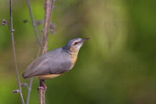 Brown-bellied Sylvietta, (Sylvietta brachyura), animals, birds, perching site, Marakissa Area, Marakissa, South Bank, Gambia