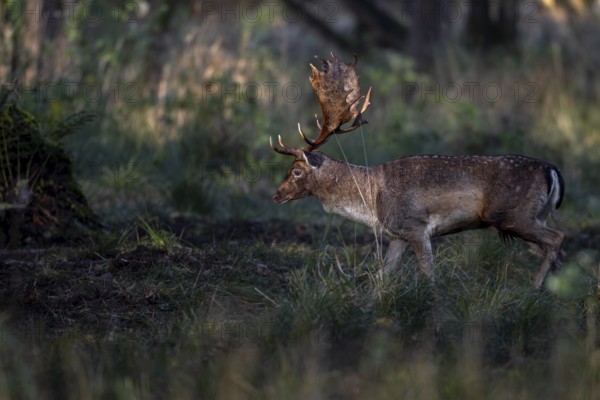 In the light of the low October sun, a fallow deer (Dama dama) moves across the rutting ground, rutting, mating season, deer rutting, autumn, October, Germany