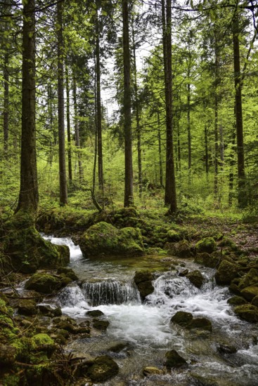 Waterfall at the Steigbach in the Steigbachtobel near Immenstadt in Oberallgäu, Bavaria, Germany