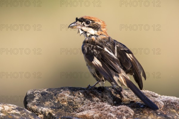 Woodchat Shrike (Lanius senator) male, Castile-Leon, Spain