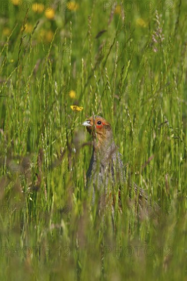 Grey Partridge (Perdix perdix) male, North Rhine-Westphalia, Germany