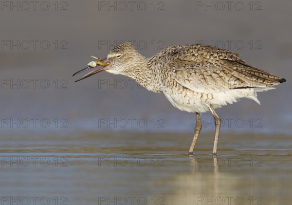 Willet (Tringa semipalmata), Florida, USA