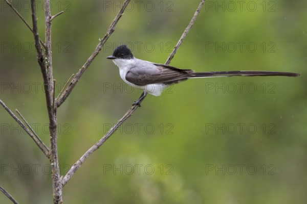Fork-tailed Flycatcher (Tyrannus savana) perched on a branch in the Atlantic rainforest of southeast Brazil