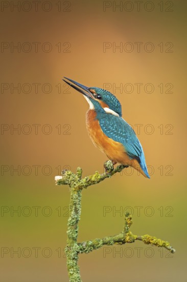 Common Kingfisher (Alcedo atthis) perched on a branch, Saxony-Anhalt, Germany