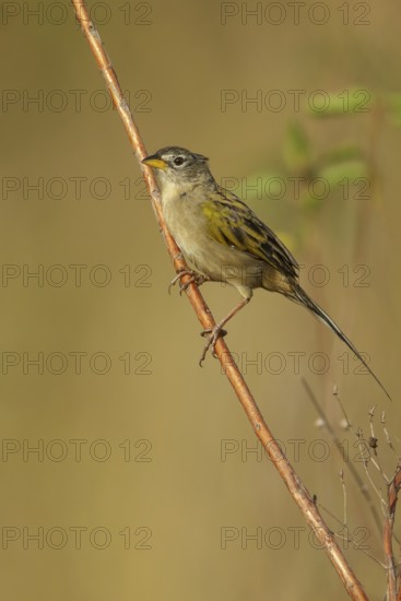 Wedge-tailed Grass-Finch (Emberizoides herbicola) perched on a branch in the grasslands of Guyana