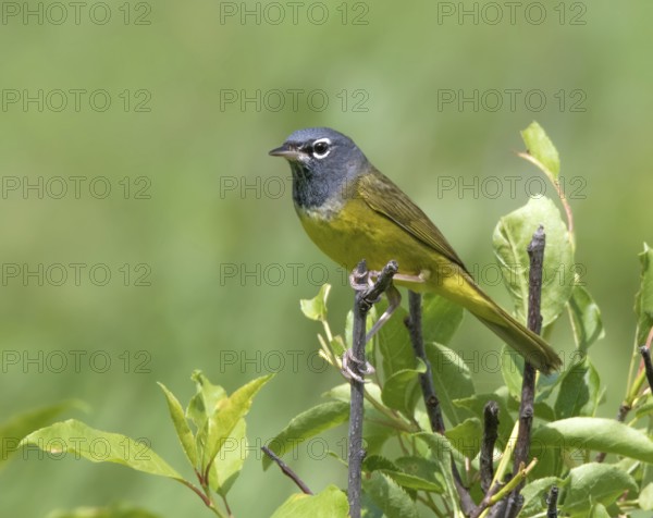 A MacGillivray's Warbler, Geothlypis tolmiei, perched in the Cypress Hills, Saskatchewan, Canada