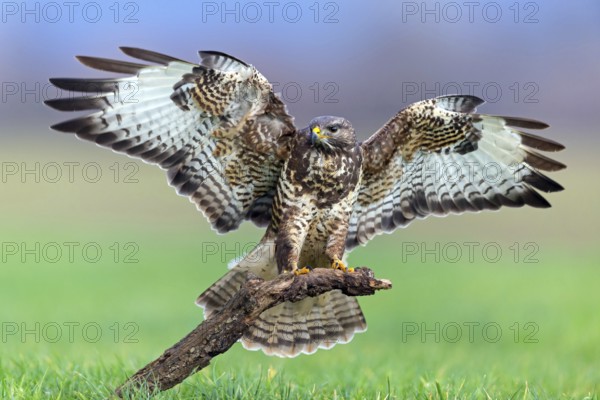 Buzzard, (Buteo buteo), animals, bird, bird of prey, buzzard, hawk family, Beindersheim, Bad Dürkheim district, Rhineland-Palatinate, Federal Republic of Germany