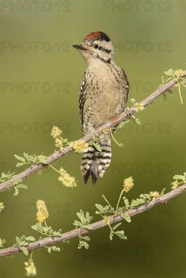 Ladder-backed Woodpecker (Dryobates scalaris), Arizona, USA