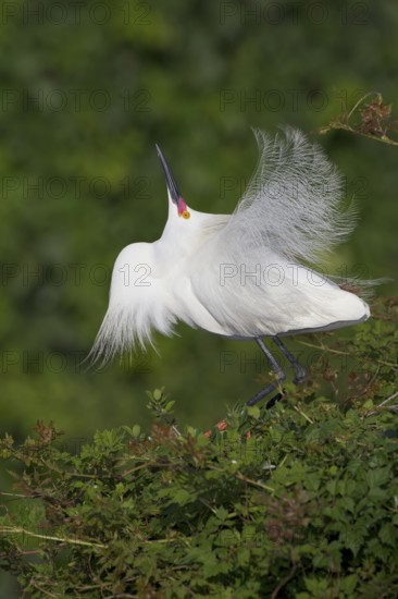 Snowy Egret (Egretta thula) displaying, Florida, USA