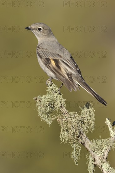 Townsend's Solitaire (Myadestes townsendi), New Mexico, USA