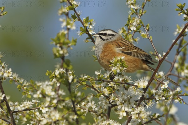 Rock Bunting (Emberiza cia), Rhineland-Palatinate, Germany