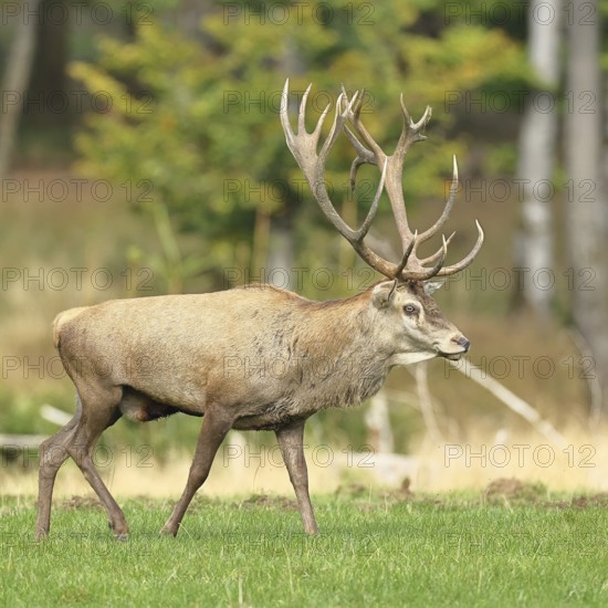 Red deer (Cervus elaphus) during the rutting season, capital stag in a forest clearing, wildlife, autumn, Sauerland, North Rhine-Westphalia, Germany