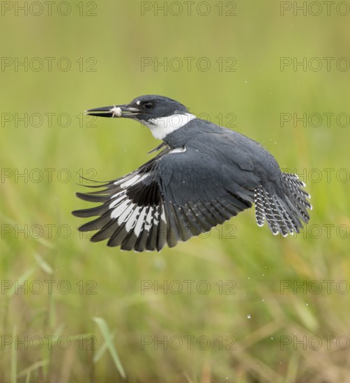 Belted Kingfisher (Megaceryle alcyon) male flying with fish prey in its beak, Florida, USA