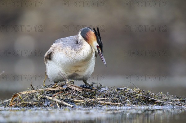 Great Crested Grebe (Podiceps cristatus) on nest, North Rhine-Westphalia, Germany